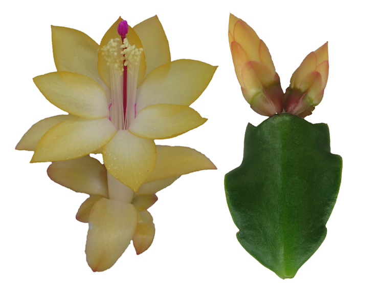 Schlumbergera Hybride /" Thor Freya /"