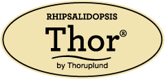 rhipsalidopsisthor_rev