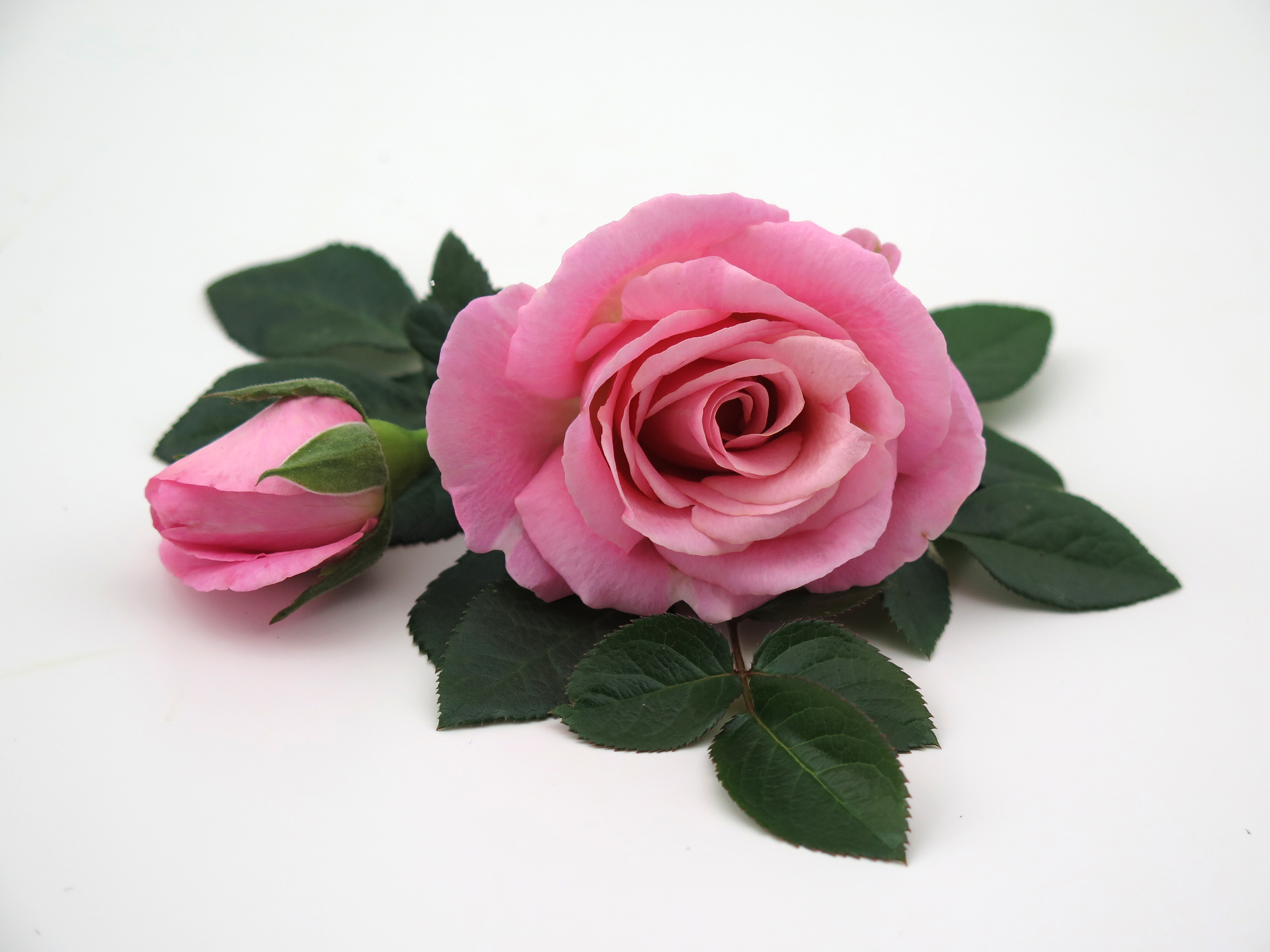  Pink Infinity® - Flower 10,5 cm