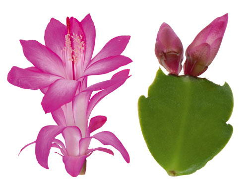 Schlumbergera Hybride /" Thor Freya /"