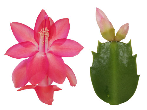 Schlumbergera Hybride /" Thor Freya /"