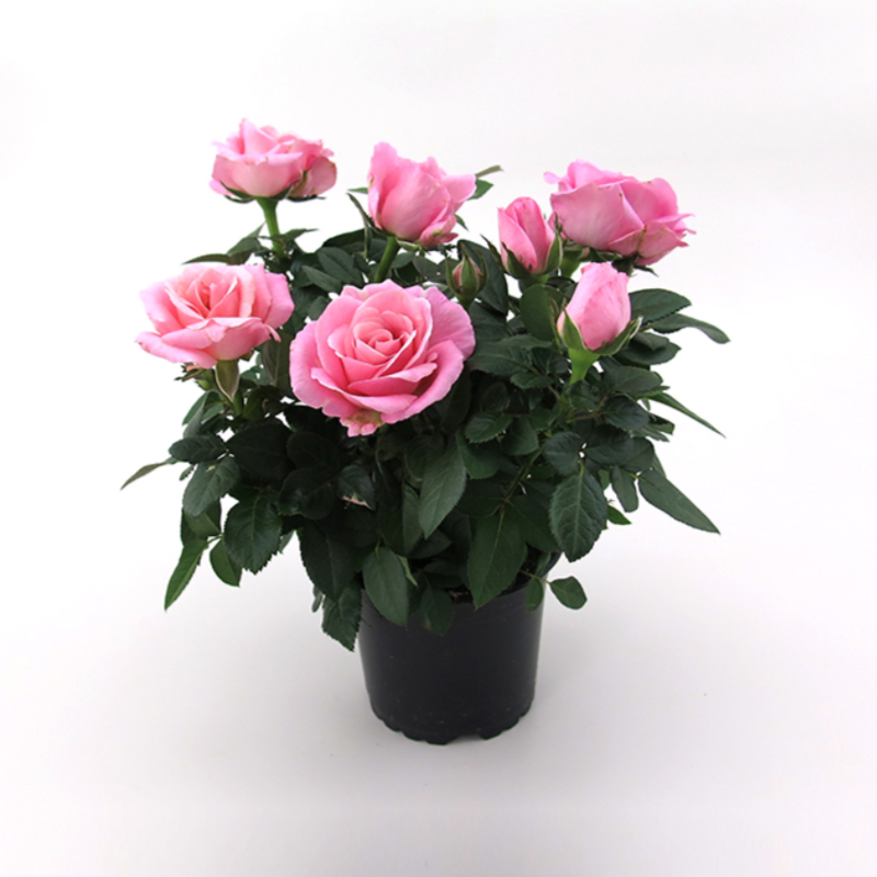  Pink Infinity® - Plant 10,5 cm