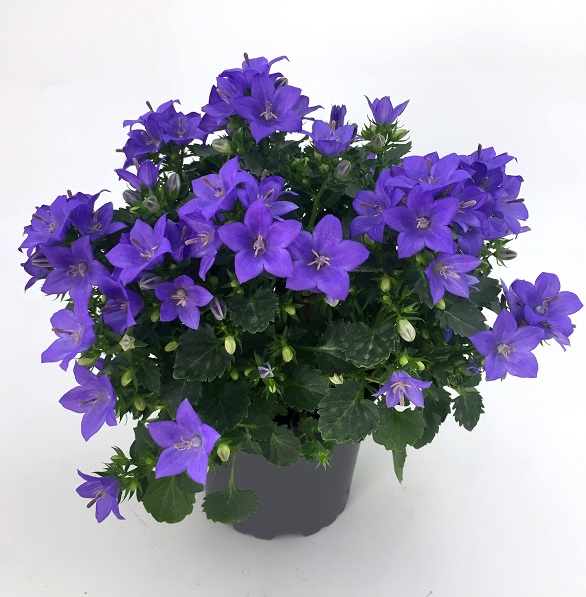 Campanula Midnight Ocean® - 11 cm