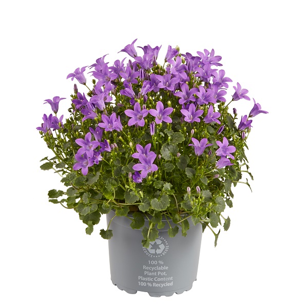 Campanula Deep Blue Ocean® - 11 cm