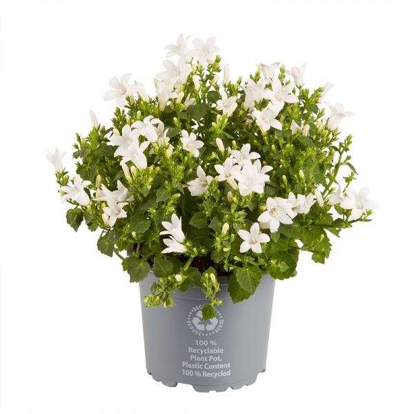 Campanula White Ocean® - 11 cm