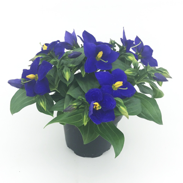 Exacum hybrid Sapphire - Blue 11 cm