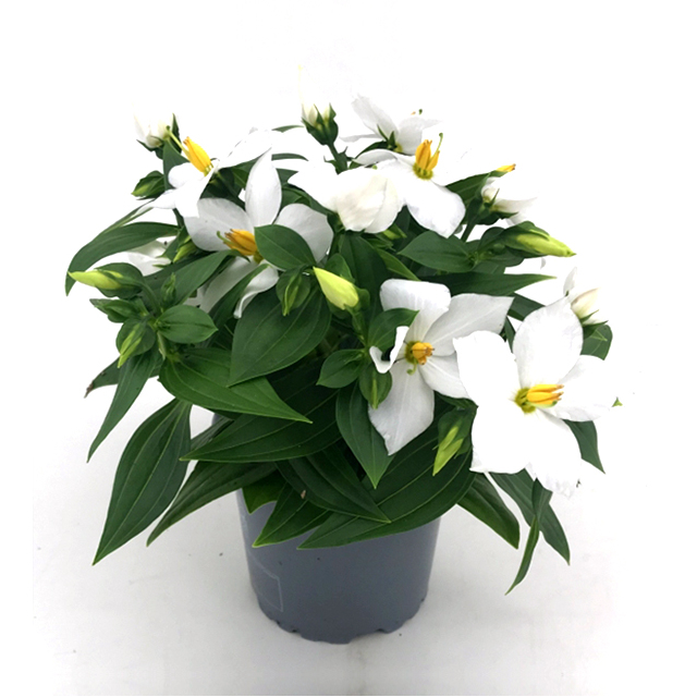 Exacum hybrid Sapphire - White 11 cm