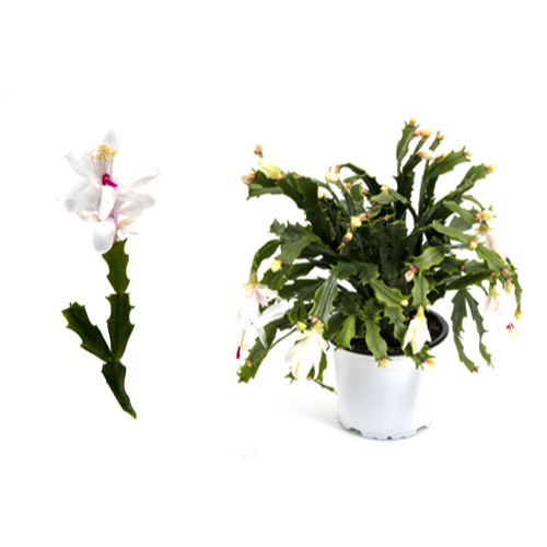 Thor Wild Cactus - white 11 cm