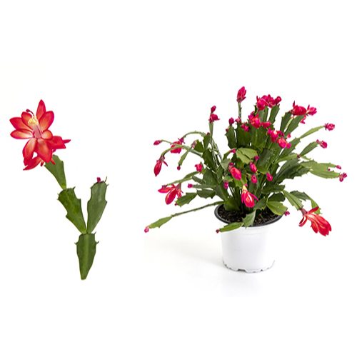 Thor Wild Cactus - red 11 cm