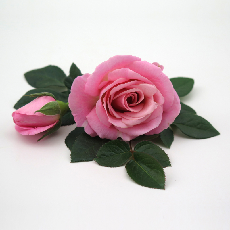  Pink Infinity® - Flower 10,5 cm